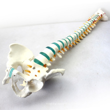 SPINE04 (12375) Science médicale taille de la vie 29 &quot;modèles squelettiques médicaux hauts colonne vertébrale bleue avec le bassin